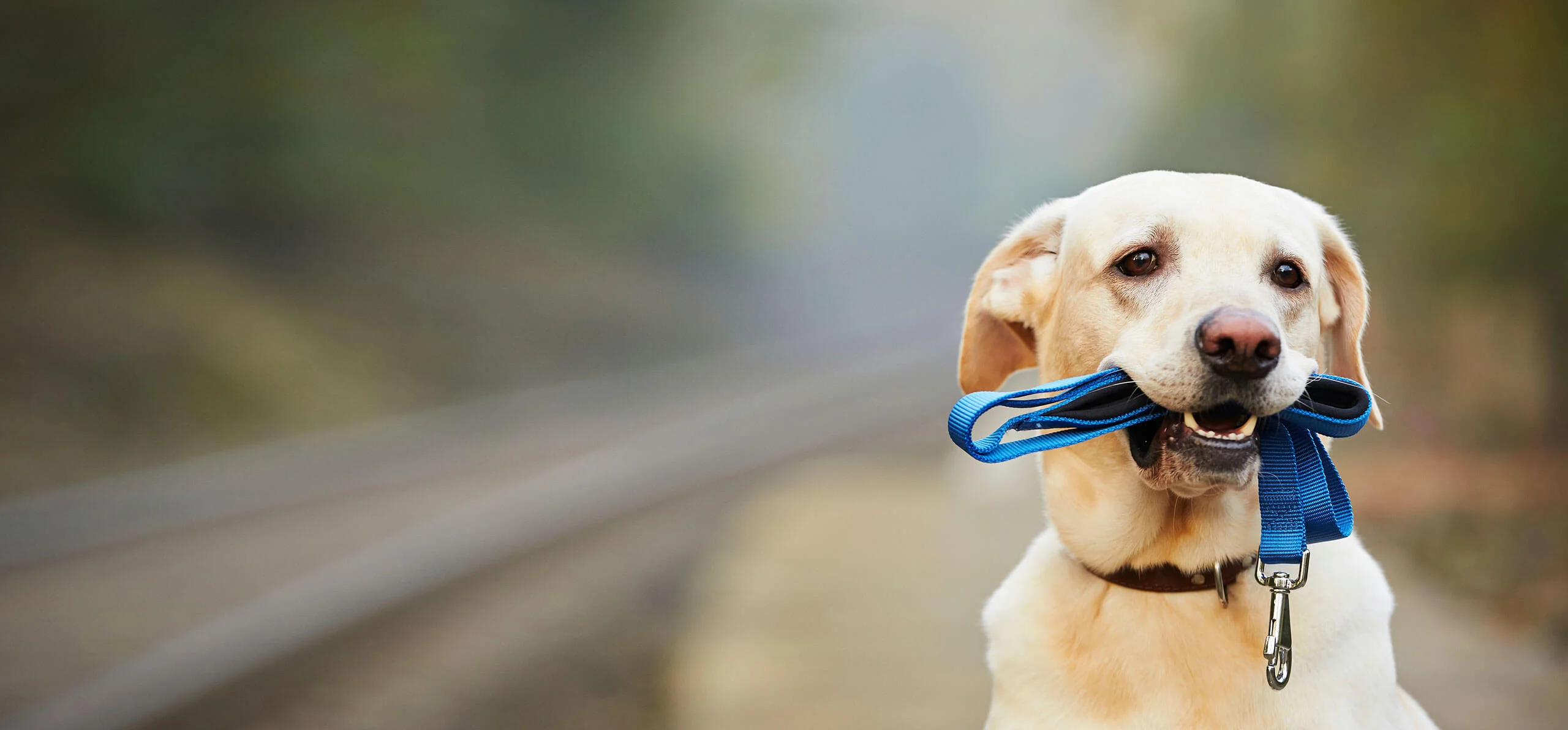 Leash Training Tips: How to Stop Dog Pulling Fast