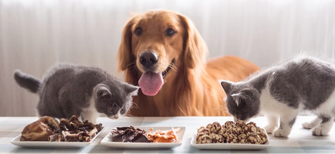 Homemade vs Commercial Pet Food: Which Is Healthier for Your Pet in 2026?
