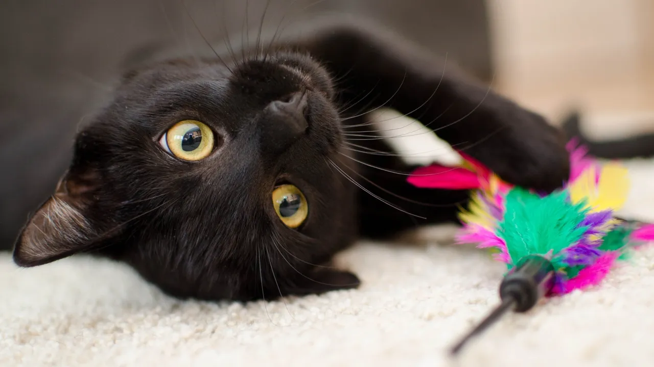 Indoor Cat Enrichment Ideas for Happy, Healthy Cats