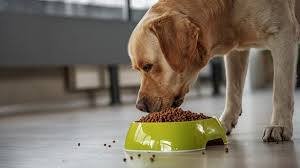 What Should You Feed a Dog Daily? Complete Nutrition Guide for Every Age