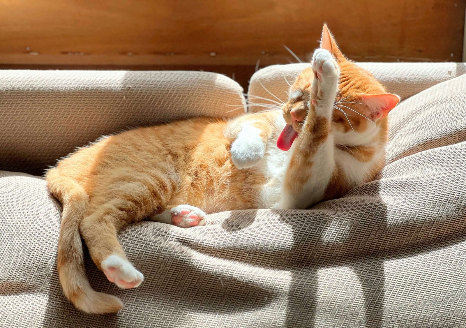 10 Signs Your Cat Has Nutritional Deficiencies (And How to Fix Them Fast)