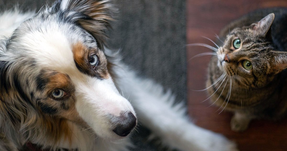 Pet Behavior Problems: Causes and Solutions Guide