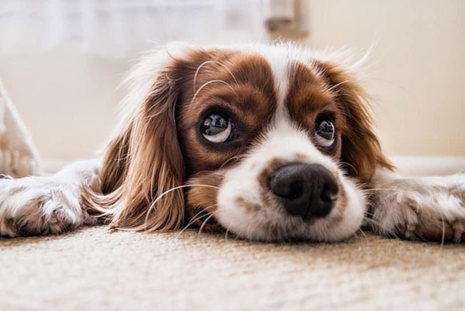 Dog Body Language Guide: What Your Dog Is Really Saying