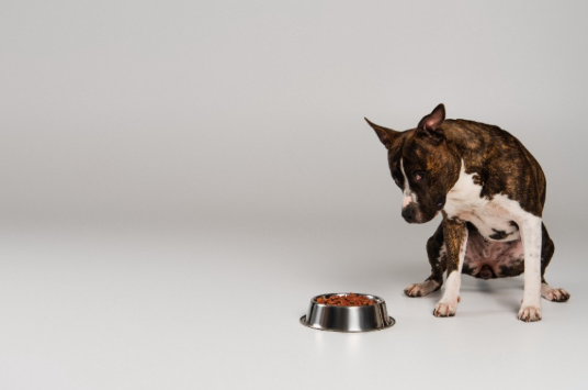 Pet Nutrition Deficiencies: Signs and Prevention Tips
