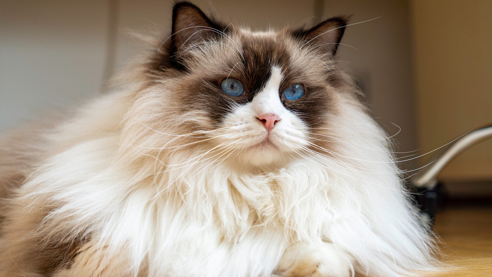 Ragdoll vs Maine Coon: Breed Comparison Guide