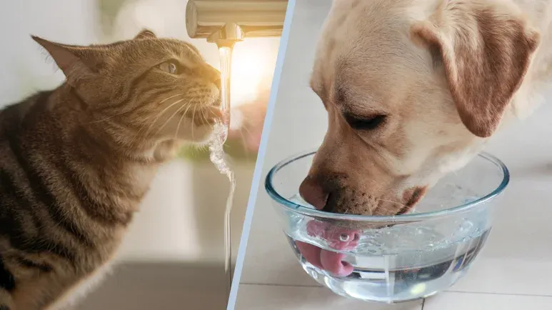 How Much Water Does Your Pet Really Need? Hydration Guide for Dogs & Cats