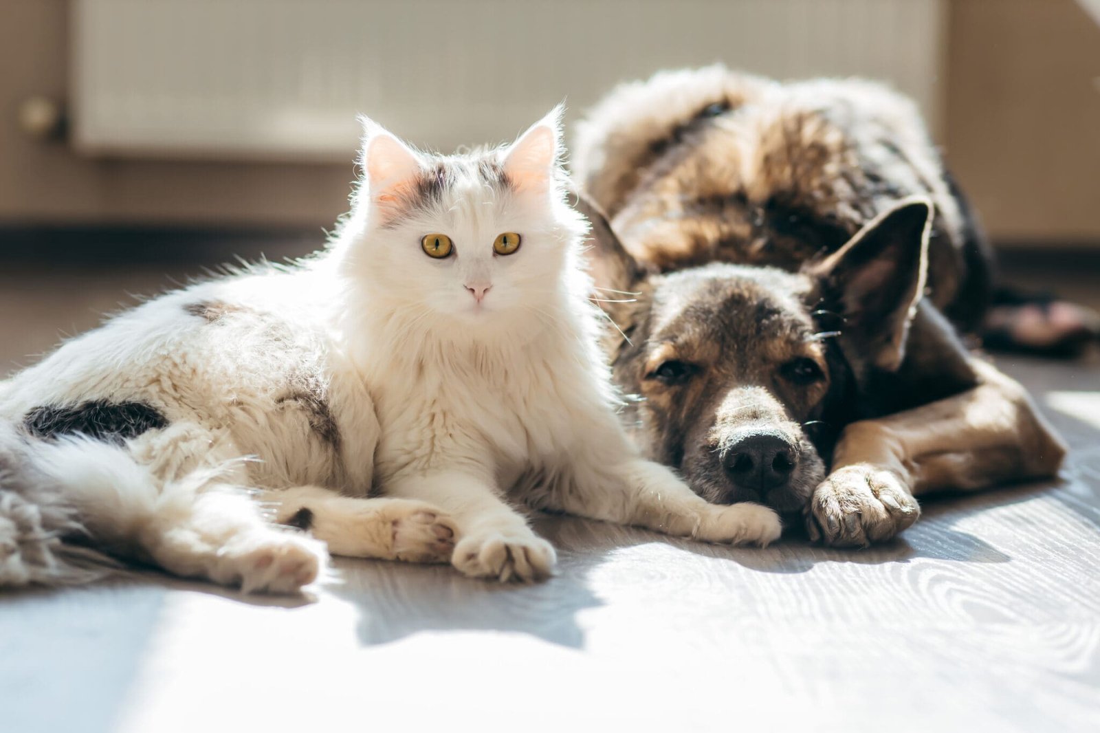 Benefits of Adopting Senior Pets: A Complete Guide