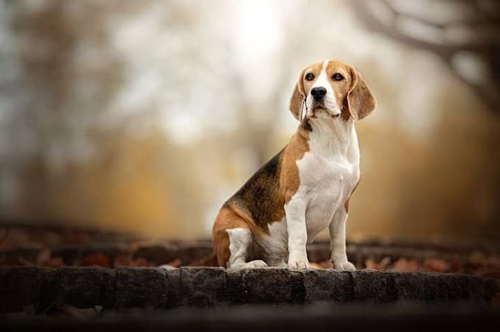 Best Low-Maintenance Dog Breeds for Busy People