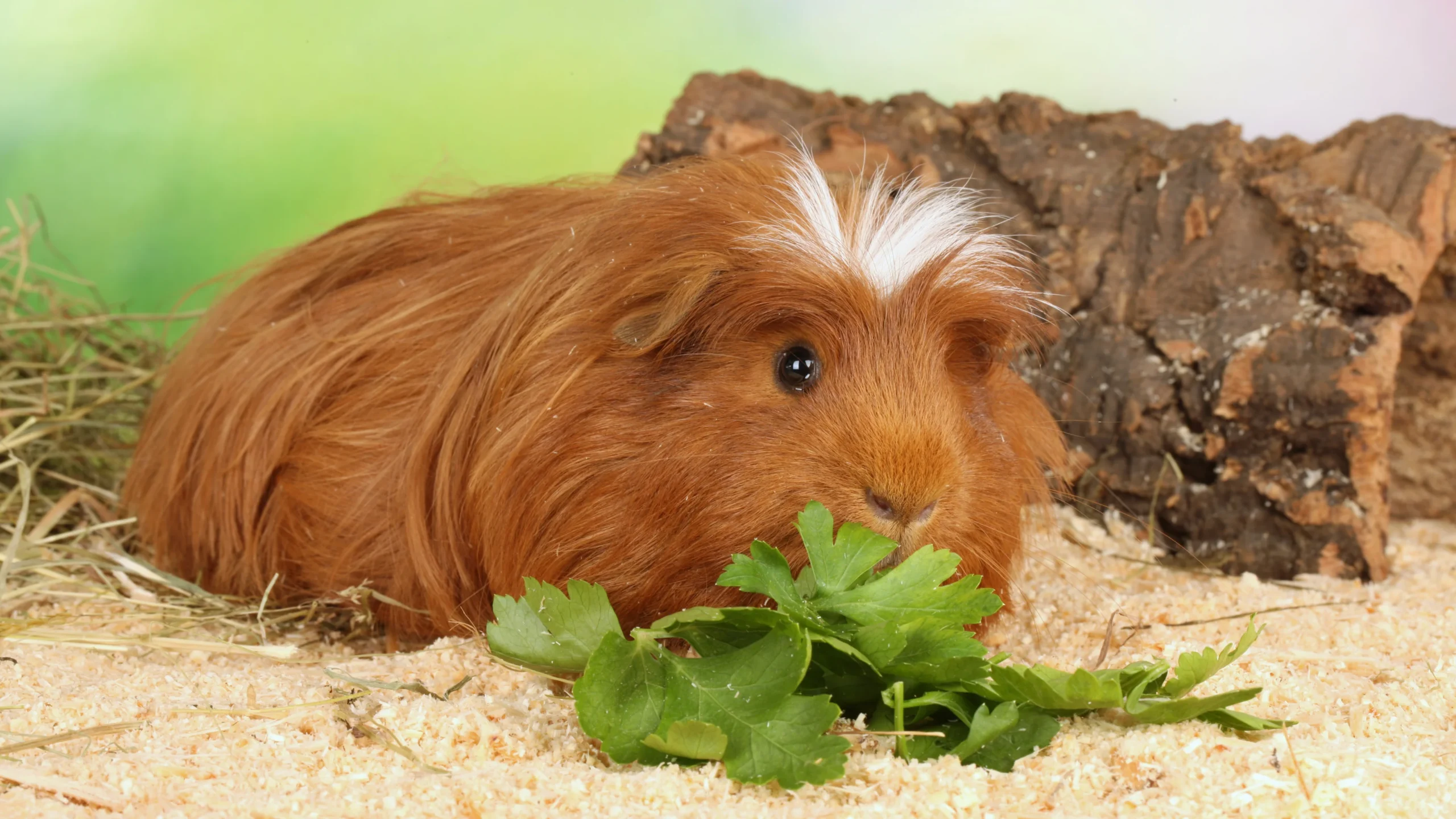 Guinea Pig Care 101: Daily Routines Every Owner Should Follow