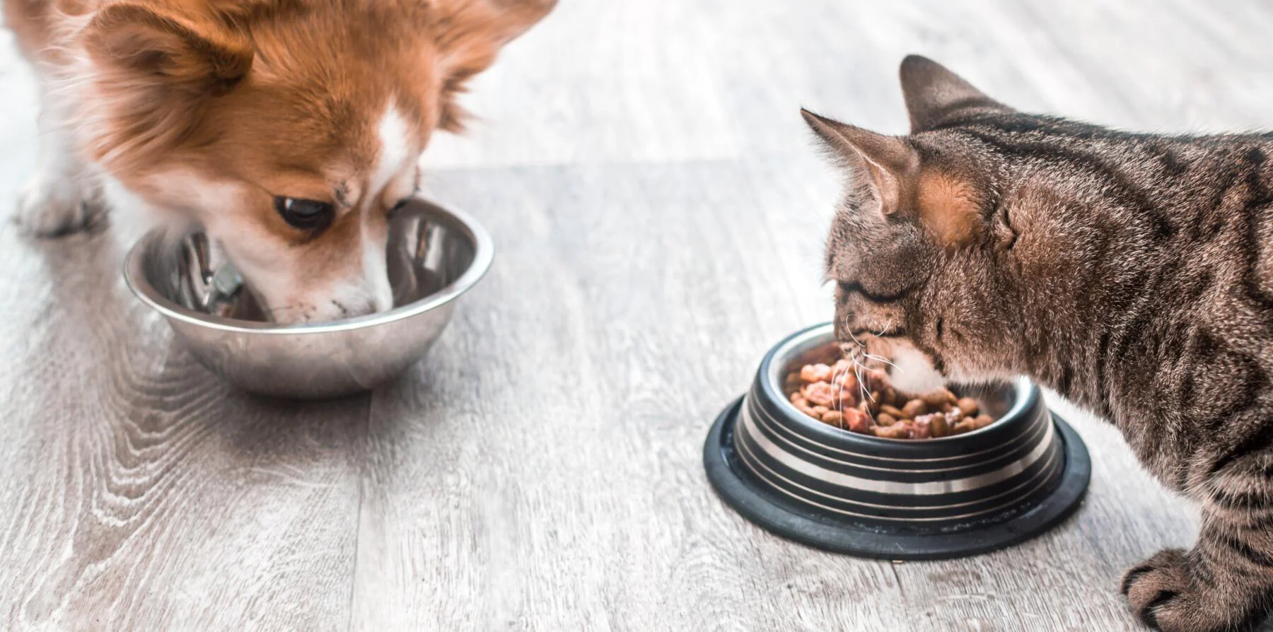 Pet Food Labels Explained: What to Look For