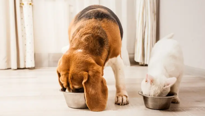 Puppy & Kitten Nutrition Guide for Healthy Growth