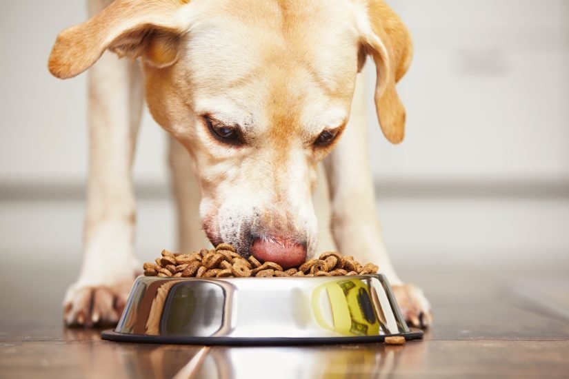 Is Grain-Free Pet Food Actually Better? What Science Says