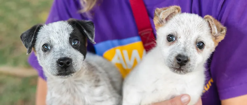 Preparing Kids for a Rescue Pet Adoption