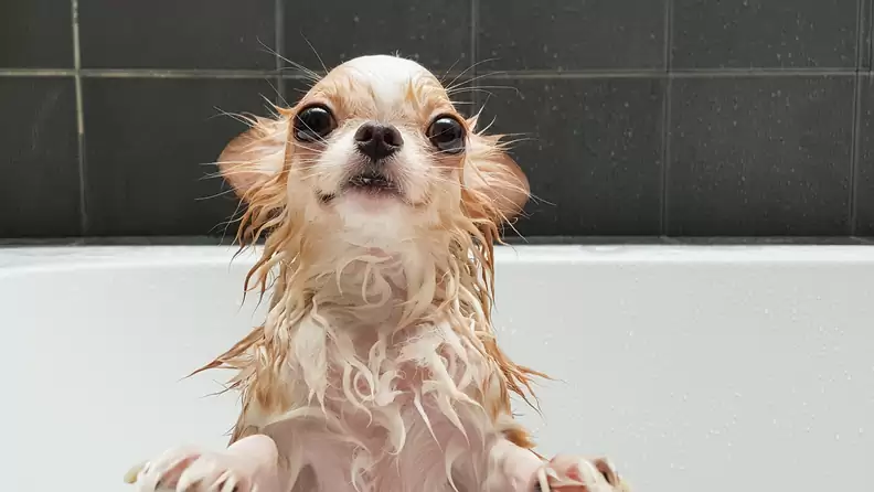 How Often Should You Bathe Your Dog?