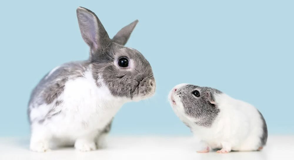 Rabbit vs Guinea Pig: Which Fits Your Lifestyle?