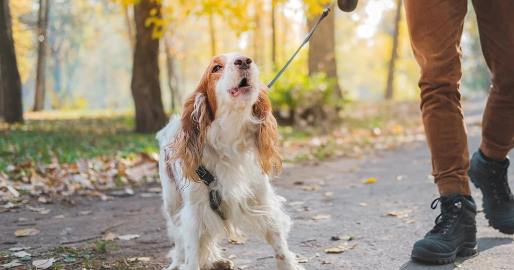 Why Your Dog Suddenly Stops Listening