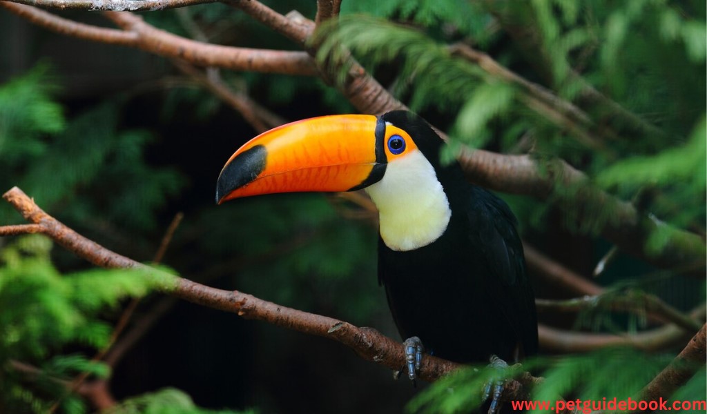 Bird with an Orange Beak