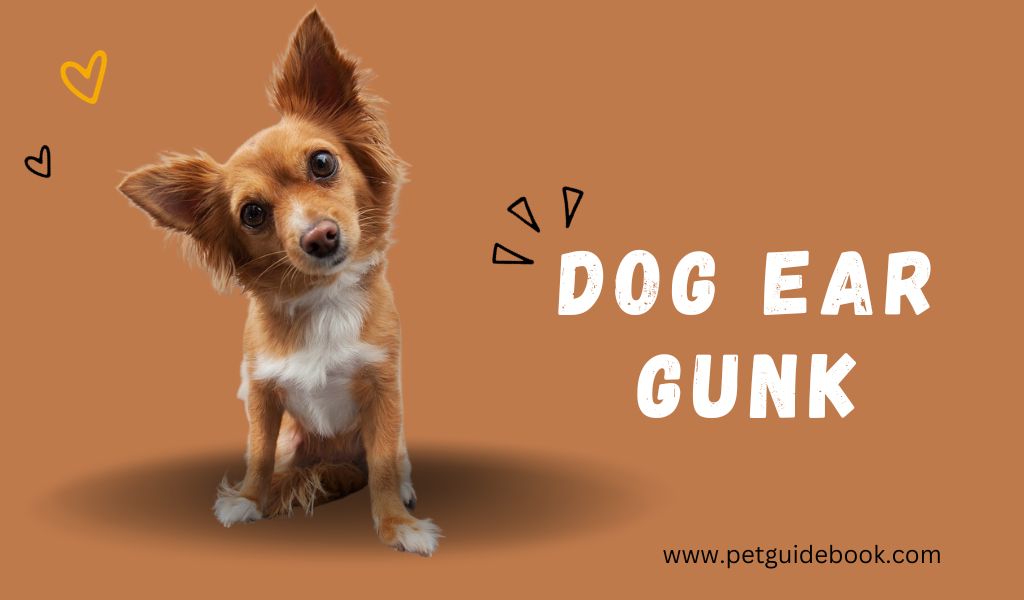 Dog Ear Gunk