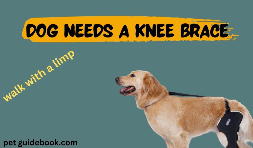 Dog Needs a Knee Brace