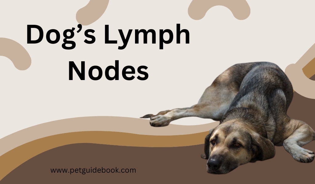 Dog's Lymph Nodes