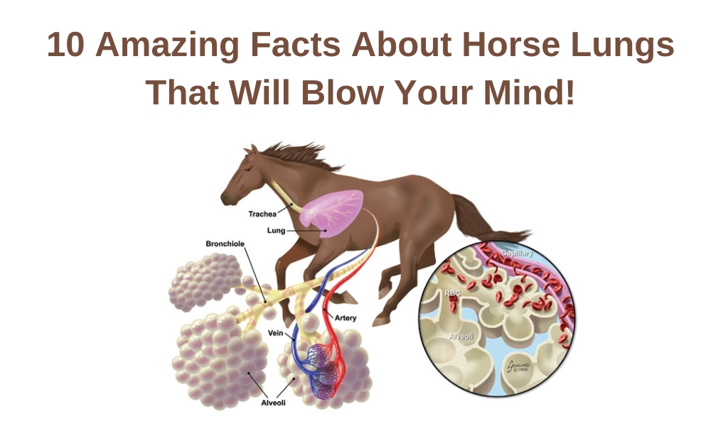 10 Amazing Facts About Horse Lungs That Will Blow Your Mind!