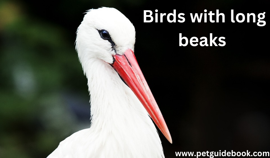 Birds with Long Beaks
