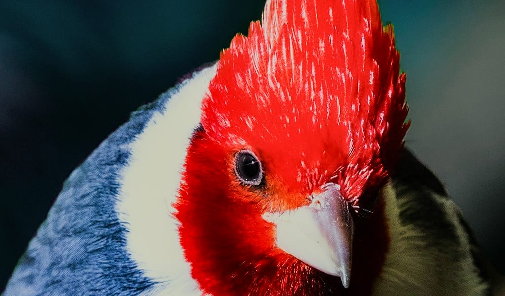 Hawaiian Red Head Bird