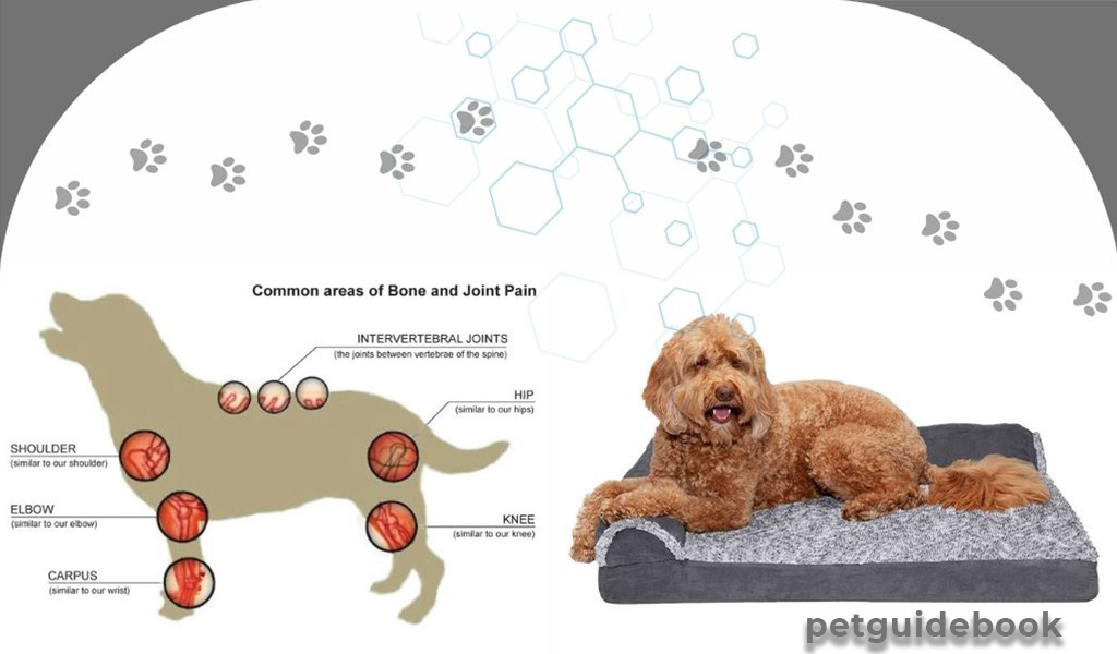 Best Dog Bed for Arthritis