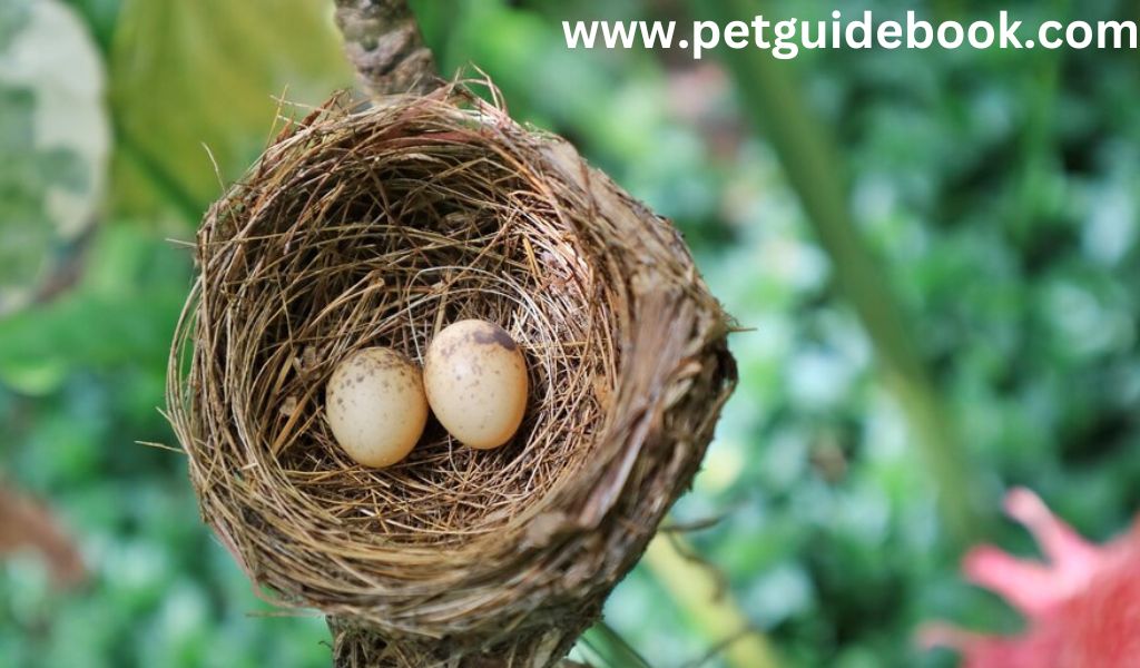 Bird's Nest Eggs