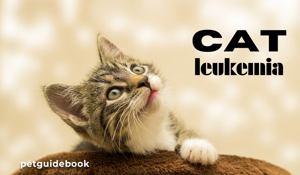 Cat Leukemia