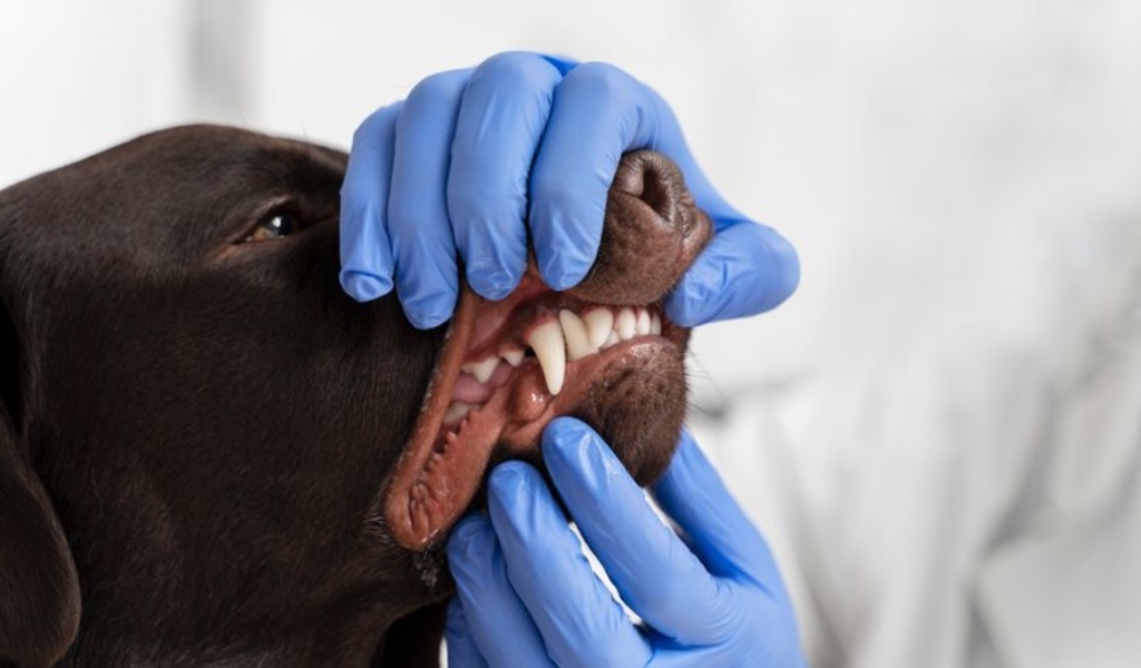 dog gum disease treatment