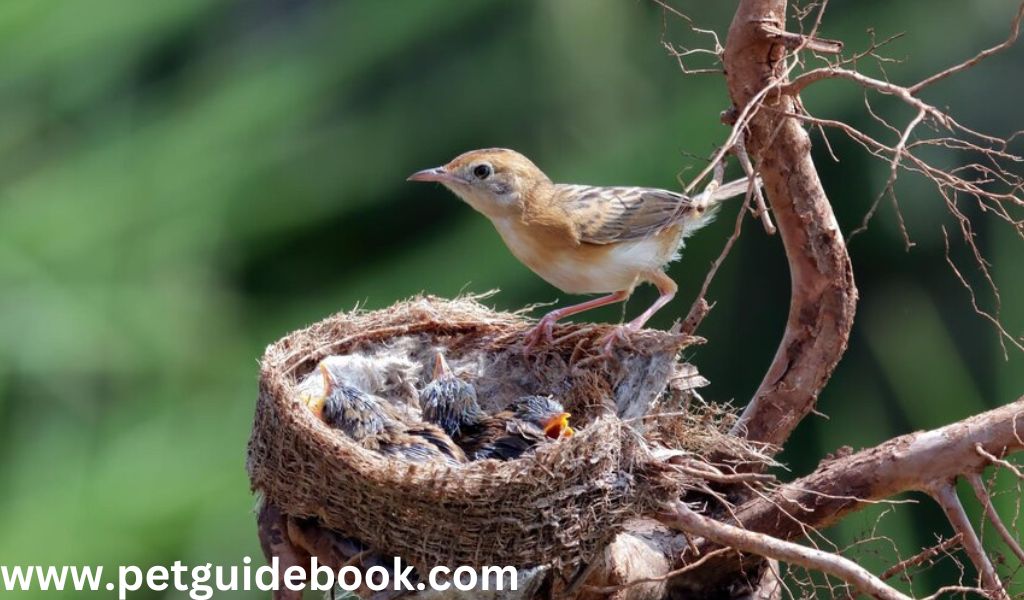 Little Bird Nesting Company