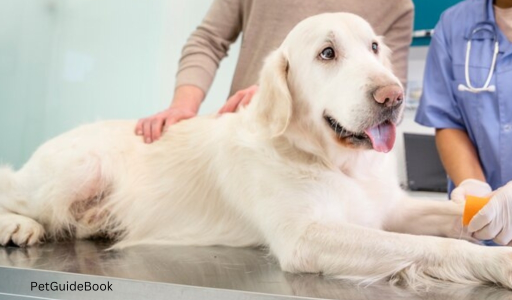 arthritis medicine for dogs
