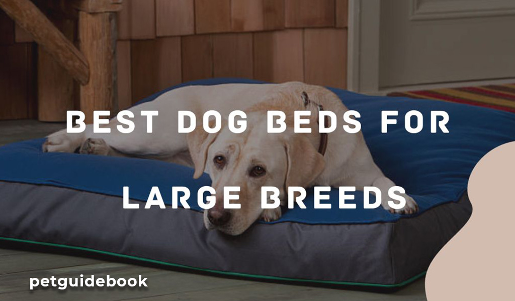 best dog beds for large breeds