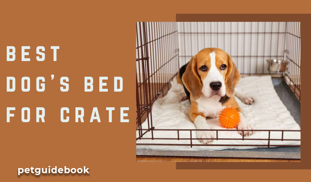 best dog's bed for Crate