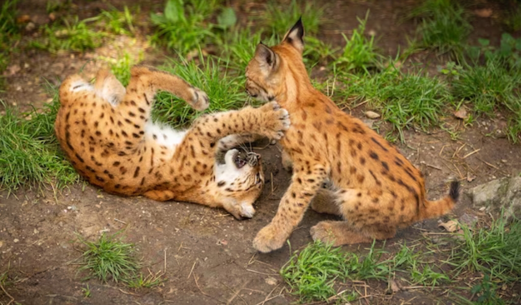 Serval Cat Pet