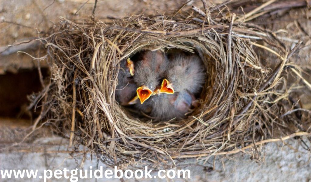 smallest bird nest