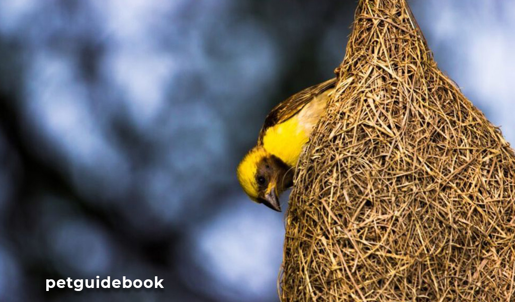 video of a bird making a nest