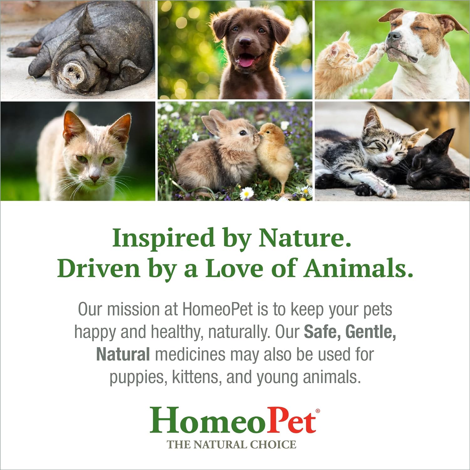 HomeoPet Leaks No More, Urinary Incontinence Relief for Pets, Safe and Natural Incontinence Medicine, 15 Milliliters