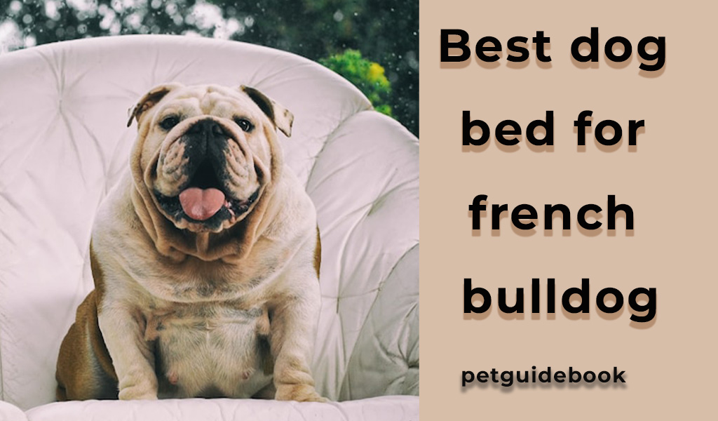 Best Dog Bed For French Bulldog