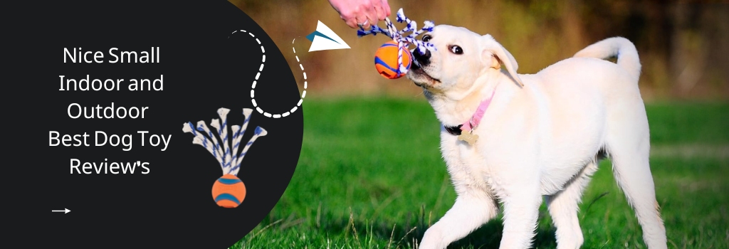 Best Dog Toy Review's