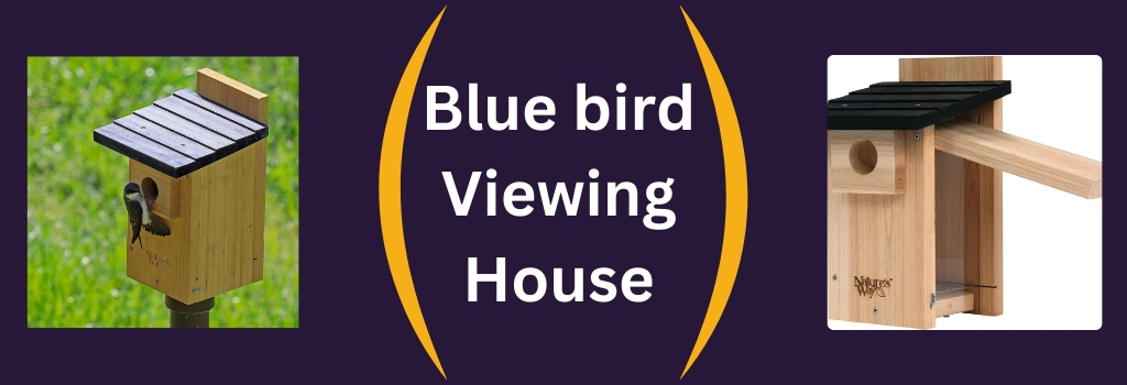 Best Bird Products CWH4 Cedar Blue bird Viewing House in Review