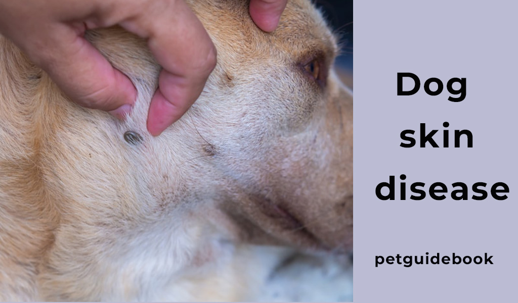 Dog Skin Diseases
