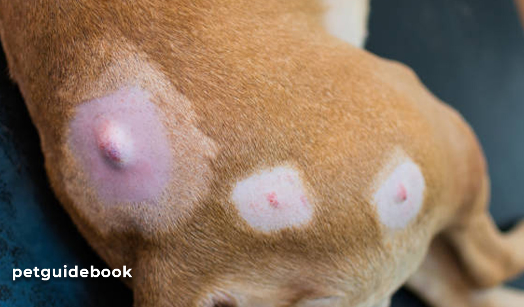 dog autoimmune disease skin