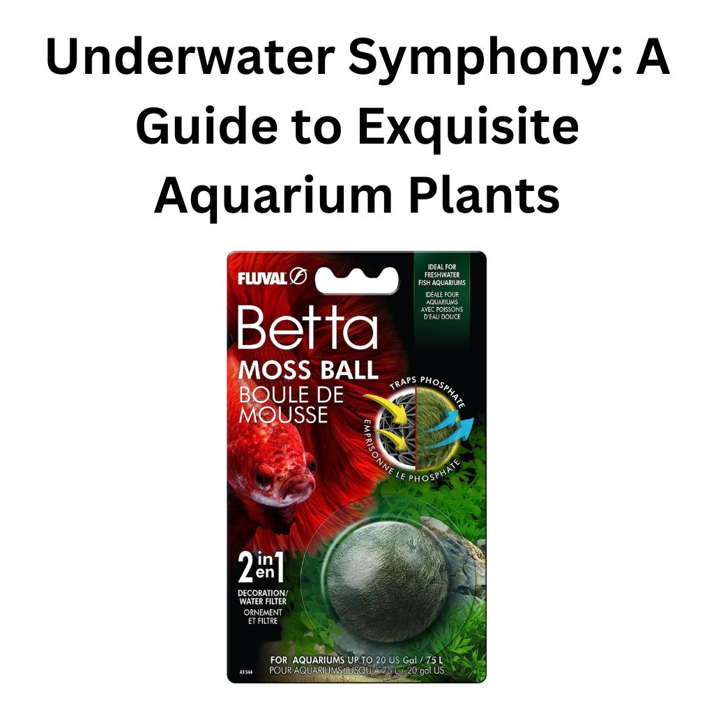 Underwater Symphony Complete Guide to Exquisite Aquarium Plants