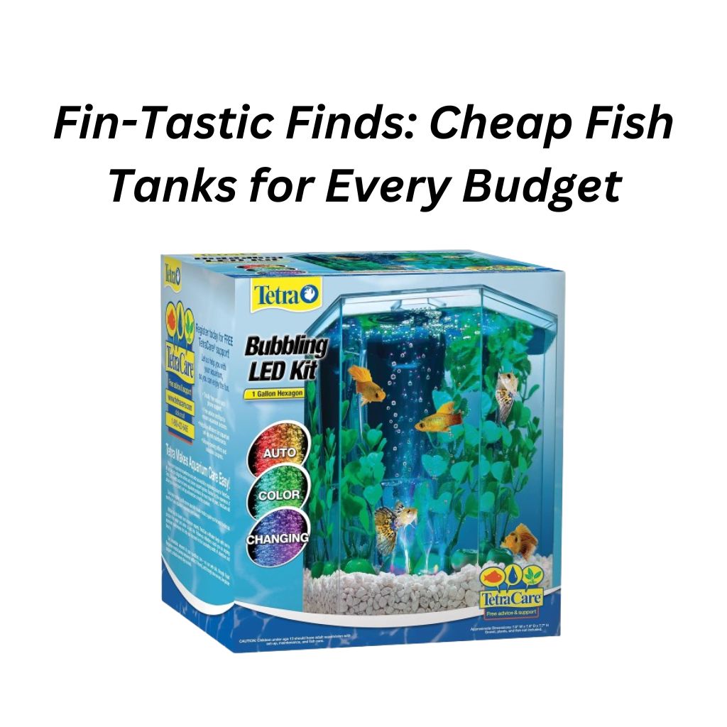 Cheap Fish Tanks for Every Budget