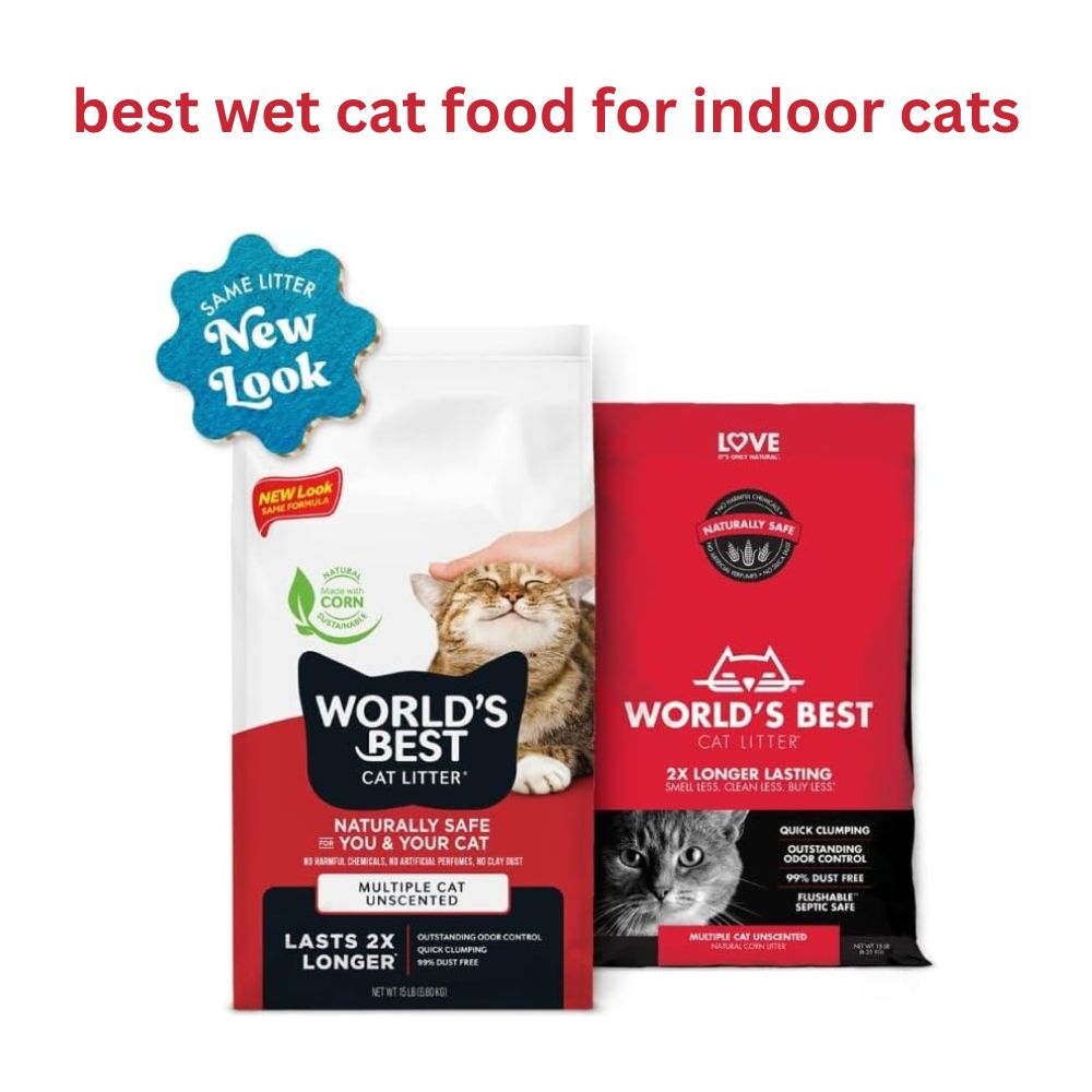The Best Wet Cat Food for Indoor Cats